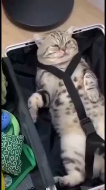 Взял самое необходимое смотреть онлайн