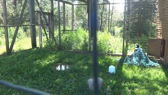 ПАВЛИН и ПАВА. смотреть онлайн
