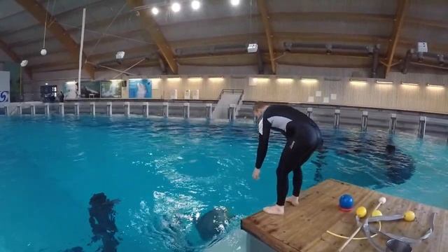 Training a dolphin differently смотреть онлайн