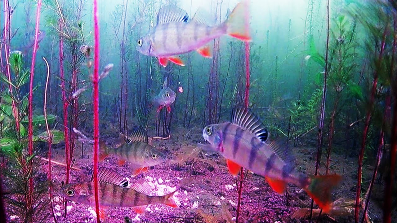 Подводная камера для рыбалки. смотреть онлайн