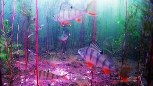 Подводная камера для рыбалки.