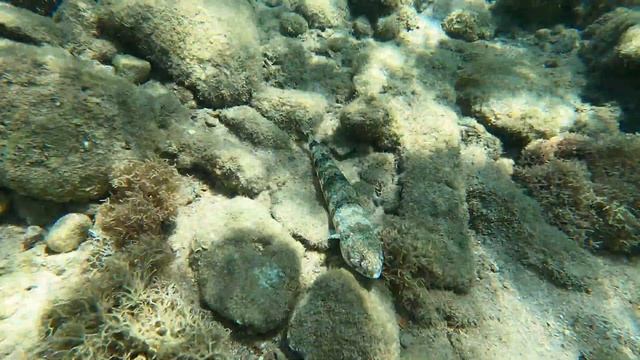 Море ЭЙЛАТА #fish #море #рыба #travel #snorkeling смотреть онлайн
