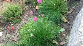 Армерия Приморская многолетняя периоды цветения