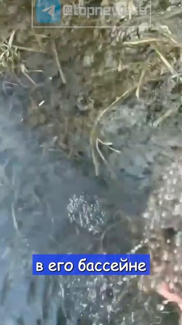 Блогер пытается создать армию лягушек смотреть онлайн