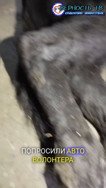 Спасение бездомной Чернышки... С миру по нитке - всем животным быть здоровыми! смотреть онлайн