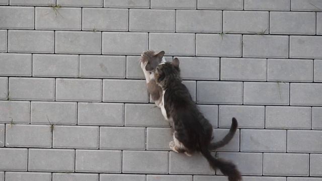 Акварель и её обитатели смотреть онлайн