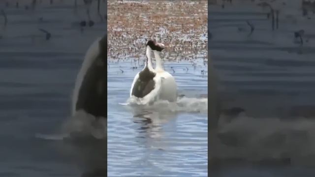 С Первым днем Весны! Птицы радуются Весне. #птицы #весна #shorts смотреть онлайн