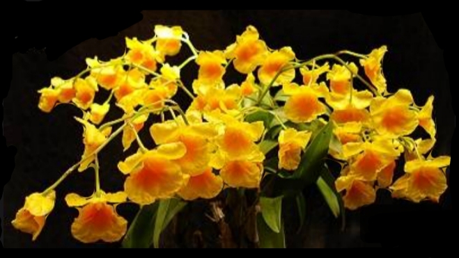 Дендробиум Capillipes посадка, укоренение и реанимация крайних задних бульб. Часть 2.