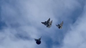 Николаевские голуби