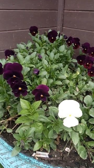 #весна#цветы#весна 2024#погода смотреть онлайн