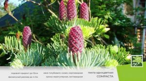 Пихта одноцветная Компакта - исключительное хвойное для любимого сада
