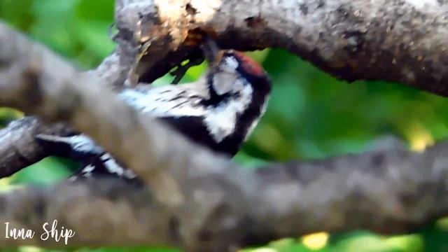 Дятел и синица Woodpecker & Tit смотреть онлайн