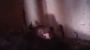 николаевские голуби