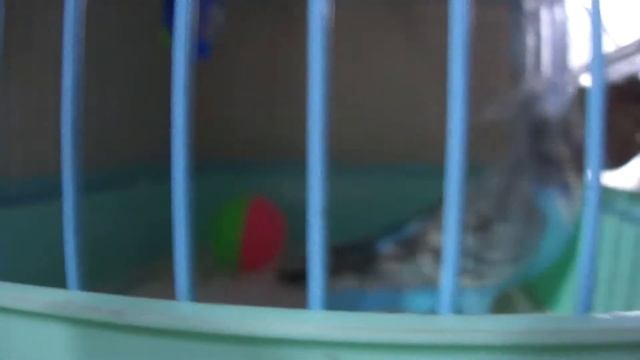 Кража колокольчика смотреть онлайн