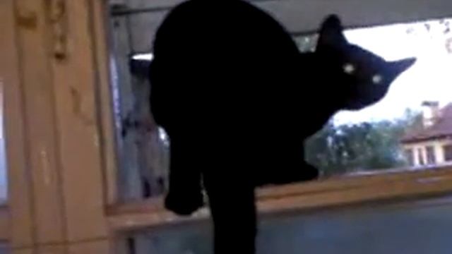 Лающий кот на охране квартиры. смотреть онлайн