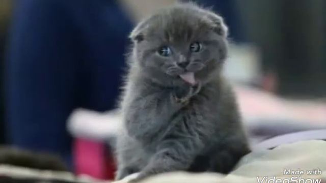 Котики (фото) 😸😻😼😹😾🙀😽😽😘😍😘😄😍 смотреть онлайн