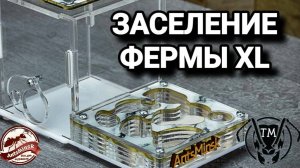 ЗАСЕЛЕНИЕ В ANTSMINSK XL