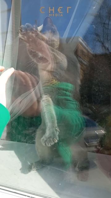 Милота дня смотреть онлайн