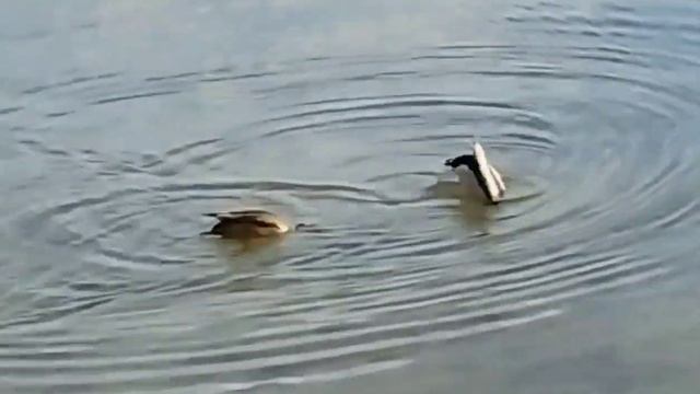 바다오리[synchronized swimming] ㅋㅋ смотреть онлайн