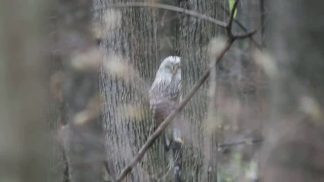 Ural owl on rest. Длиннохвостая неясыть отдыхает смотреть онлайн