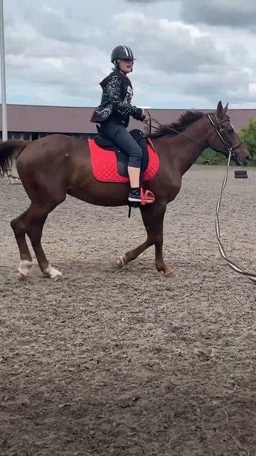 Живой тренажер смотреть онлайн