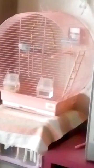 Мой попугай чирикает. смотреть онлайн