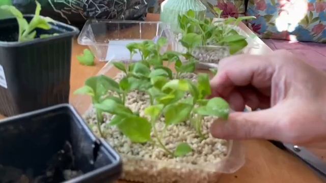 Петуния. Черенкование ампельной петунии.