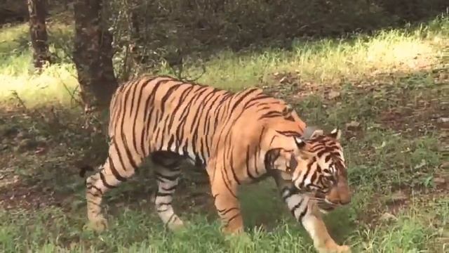 Tiger T-104 in Ranathambhaur Tiger reserve смотреть онлайн