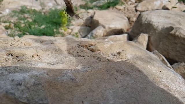 Взлет бабочки смотреть онлайн