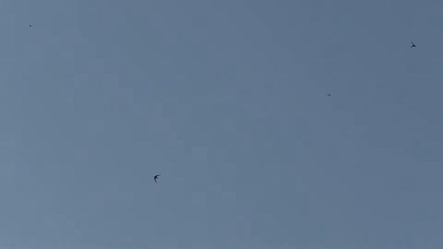 Отбиваемся сигналом от атак Ястреба Тетеревятника смотреть онлайн