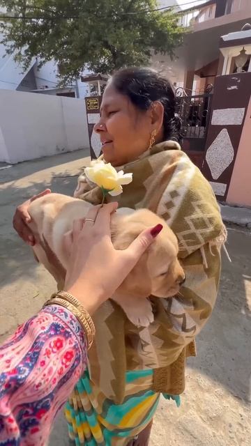 В Индии не любят собак. Ломаем стереотипы смотреть онлайн