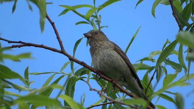 Для Вас поёт Чечевица смотреть онлайн