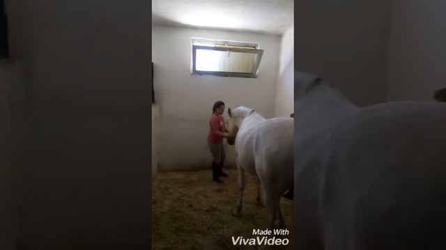 Гимн конного спорта идём вперёд на Архызе первый галоп смотреть онлайн