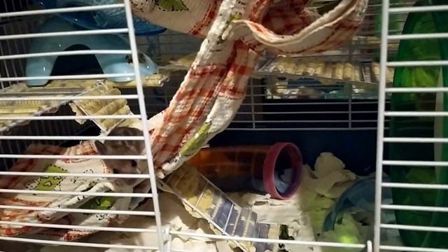 Очень дикая лесная мышка смотреть онлайн