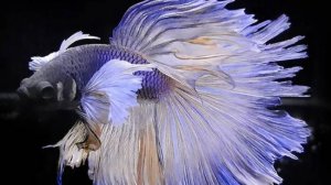 Аквариум для начинающих. Петушок HalfMoon Dragon Особенности содержания