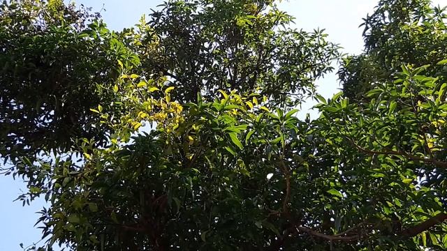 Пение птиц на Самуи. Наталья Коростылева смотреть онлайн