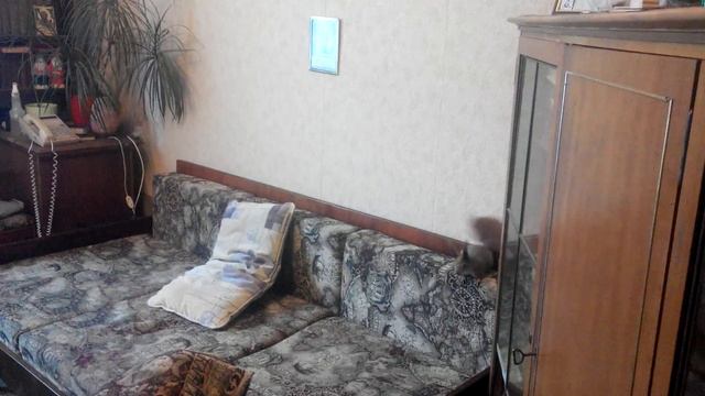 Цоканье? Фырканье? смотреть онлайн