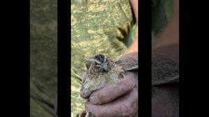 Дикий перепел/ бедона охота на перепела