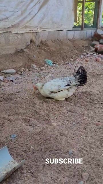 Reduce The Temperature Naturally 🐔