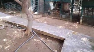 Зоопарк в Турции Аланья