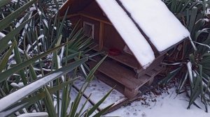 Юкка алоэлистная