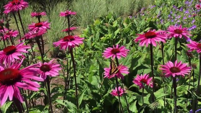 Butterflies on Echinacea 'Merlot' Coneflower