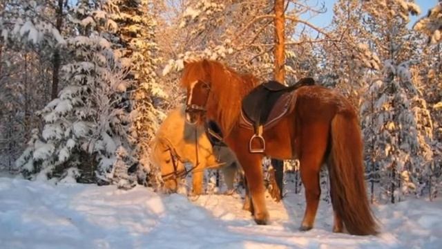 КРАСОТА И ГРАЦИЯ. Для тех, кто любит лошадей. смотреть онлайн