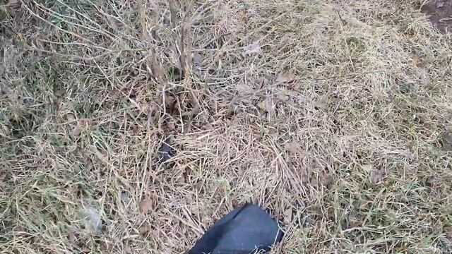 Закончила обрезать черную смородину. готовимся к ночным заморозкам. смотреть онлайн