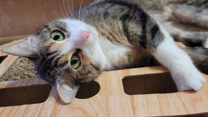 ГИМНАСТИКА ДЛЯ КОШЕК! Зарядка на каждый день!!!