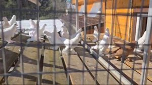 26.02.2025г Грузинские и Азиаты на продажу👍 Василий Васильевич