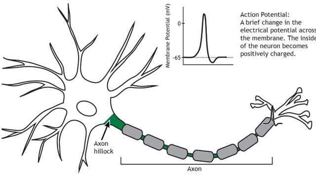 Foundations Of Neural Science： The Neuron смотреть онлайн