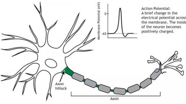 Foundations Of Neural Science: The Neuron