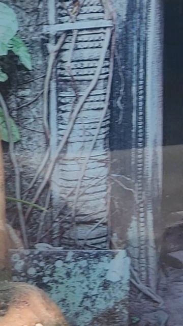 Hey Collared Lizard! #reptile #clips #shorts смотреть онлайн