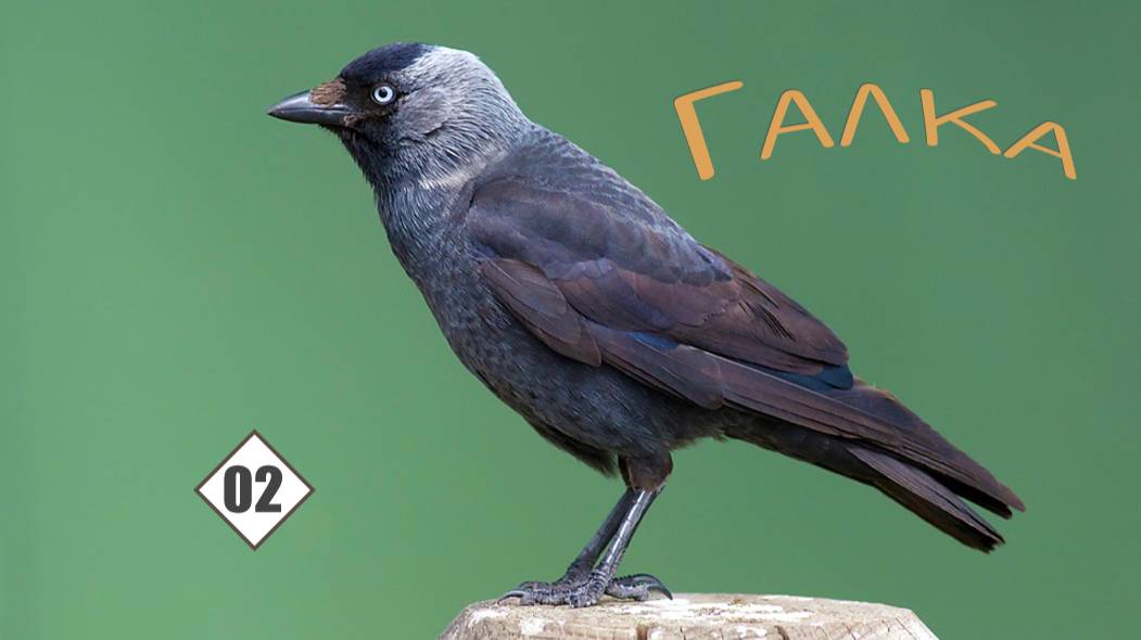 02_Галка